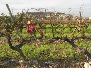 Briones from Vivanco&amp;#039;s vineyard