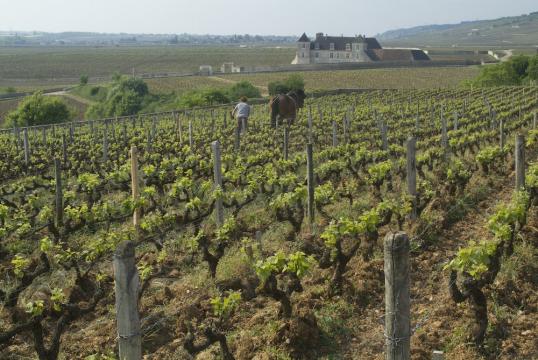 Clos Vougeot in the distance