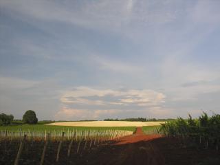 Moreno Coronica&amp;#039;s vineyard