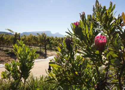 Table Mountain from Constantia