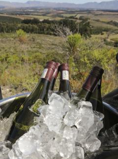 Elegant Elgin picnic with Paul Cluver Wines