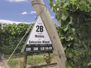 Malbec