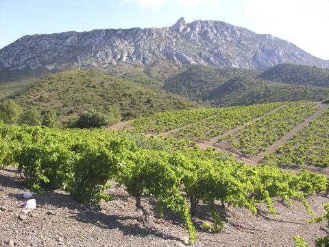 The Old Vine Grenache